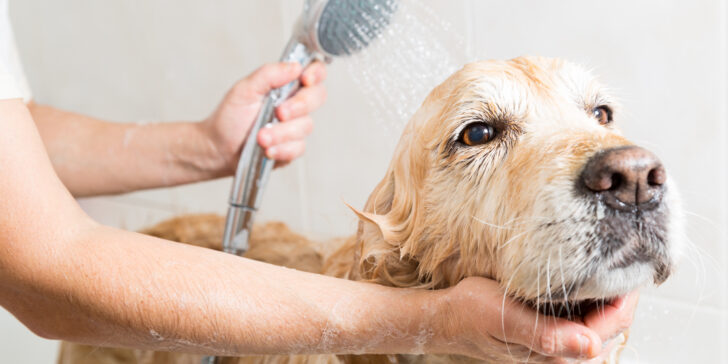 Bathing a dog Golden Retriever